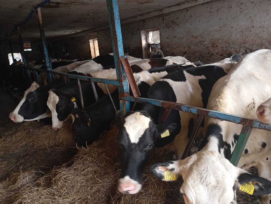 Krowy-pierwiastki-jałówki 18 szt