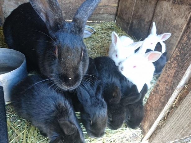 Кролики кроленята виводки 1,5. 2 та самці 5місяців.