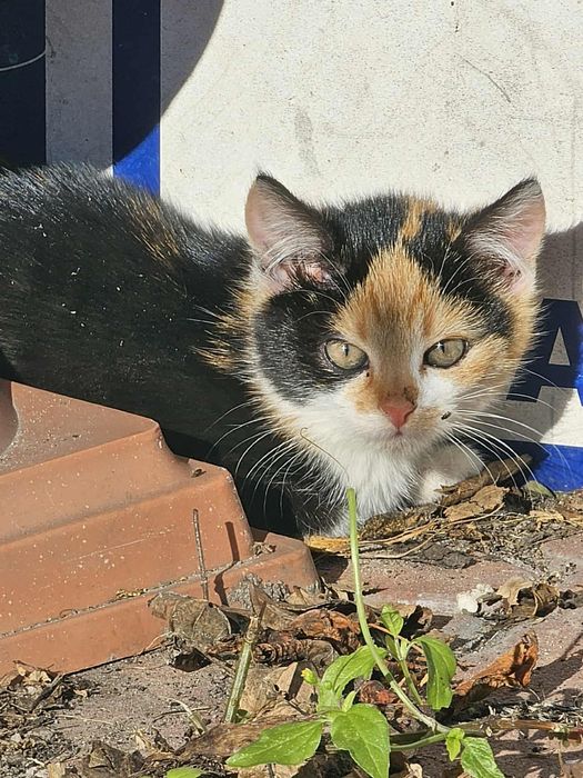 Kotki ,Kot oddam w dobre ręce