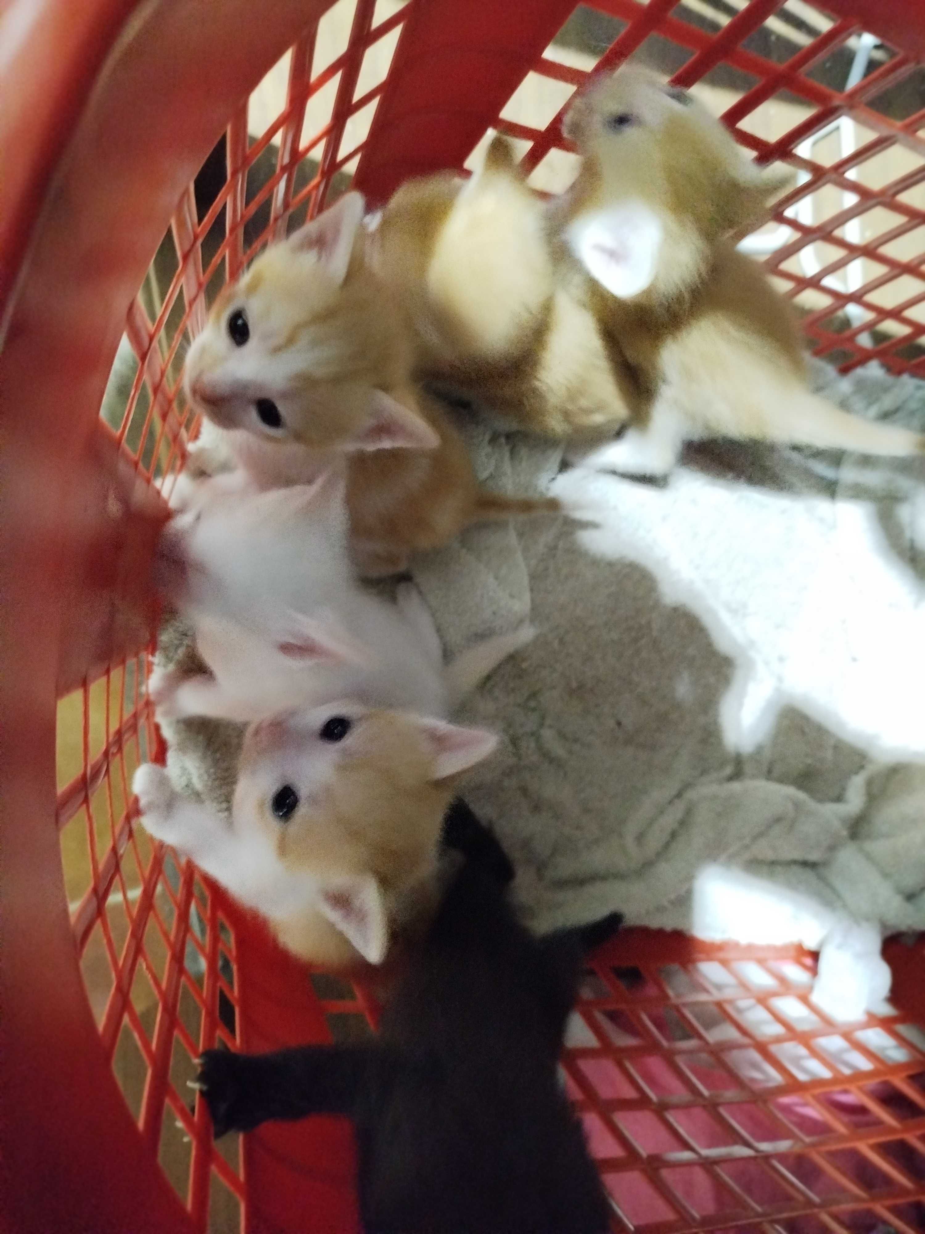 Gatinhos bebes para adoção