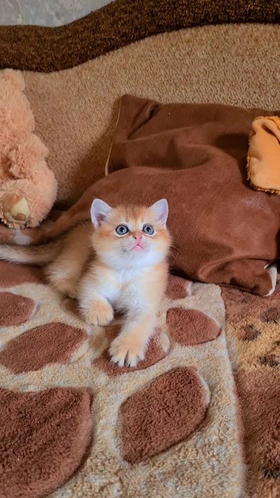 Вислоухие и Прямоухие золотая шиншилла