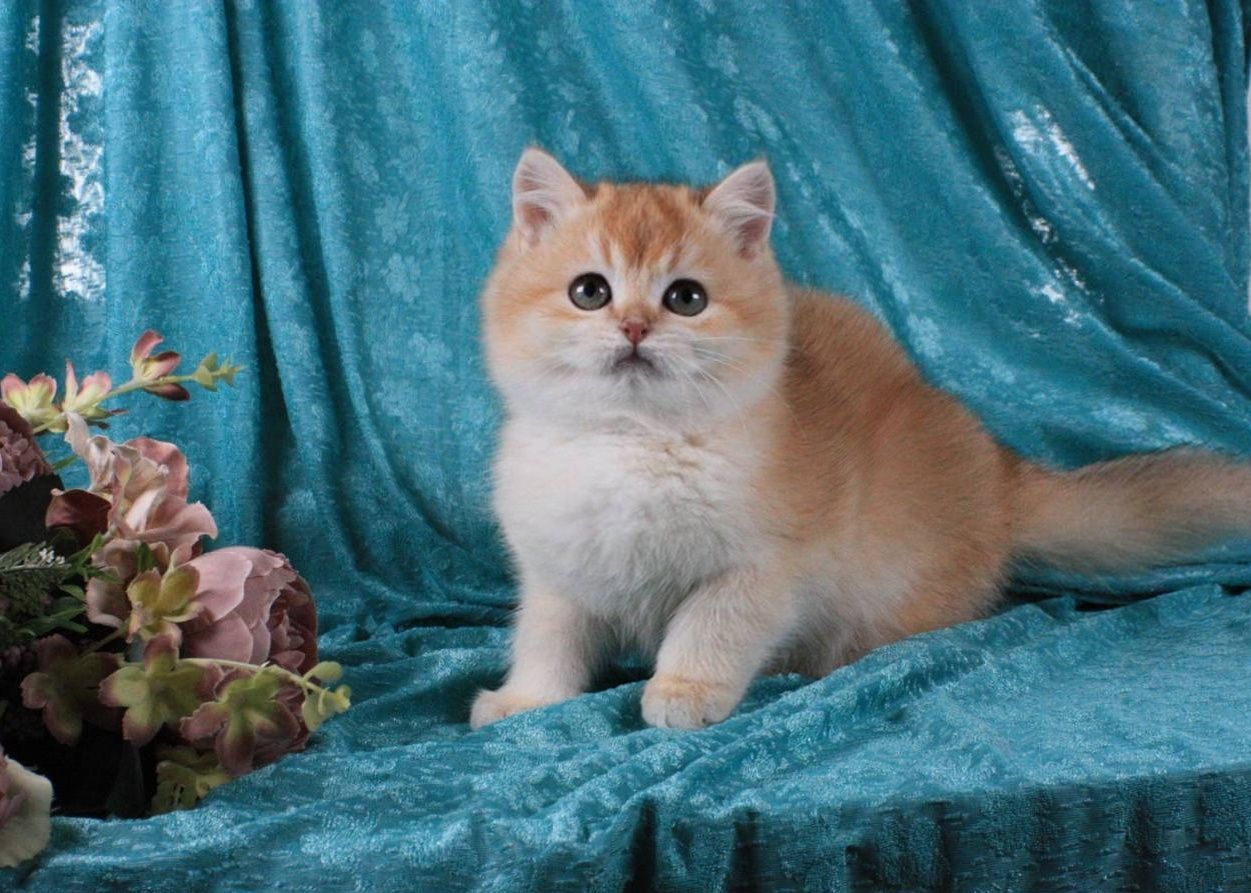 Британський золотий шиншила, котик і кішечка, кошенята, котята котенок