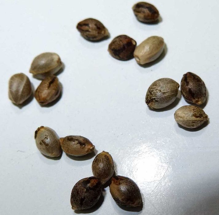 420 Sementes para cultivo interior ou exterior