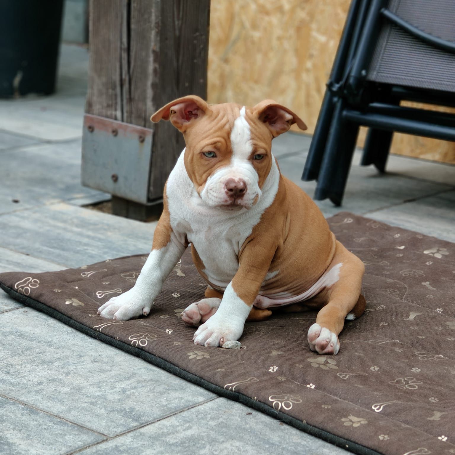 American Bully ABKC Piękny wzorcowy chlopa