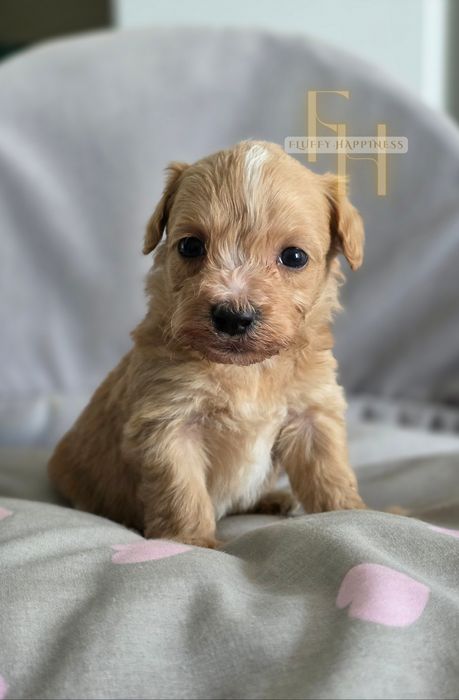 Maltipoo*Cudowny Chłopak** Do Rezerwacji**