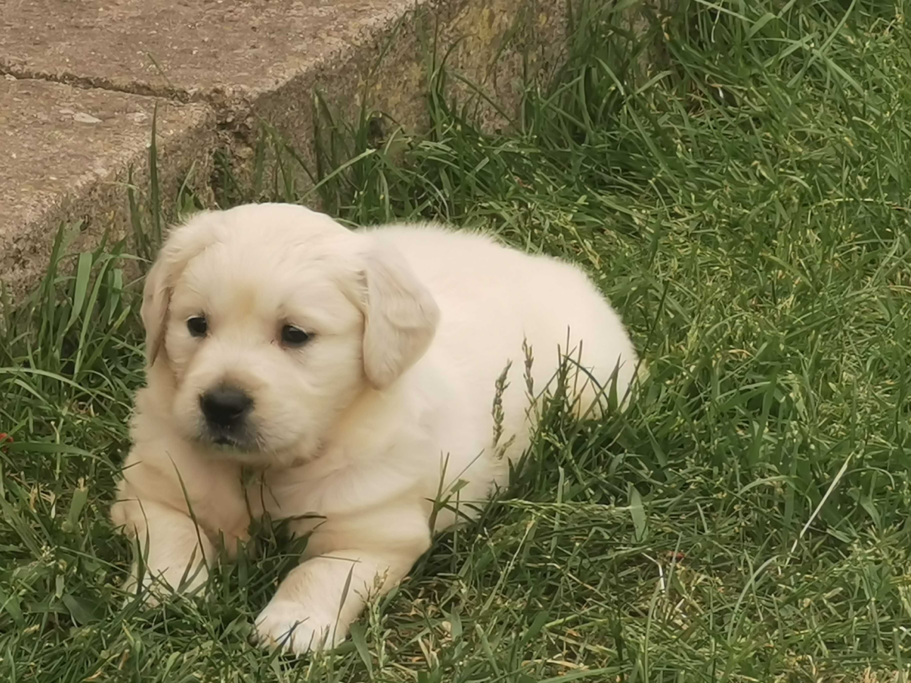 Golden retriever piesek