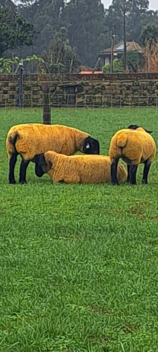 Ovelhas Suffolk machos e fêmeas