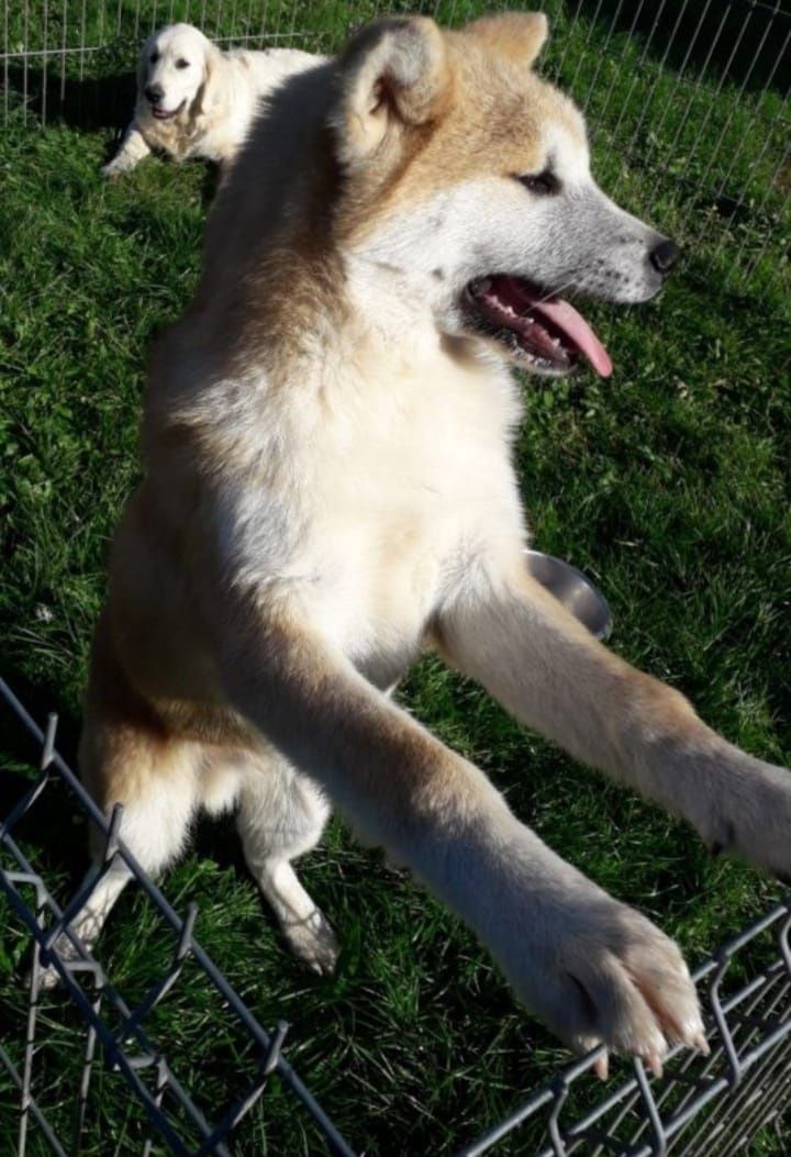 Akita Inu piesek ZkwP FCI