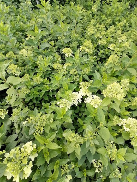 Hortensja bukietowa w odmianach C2