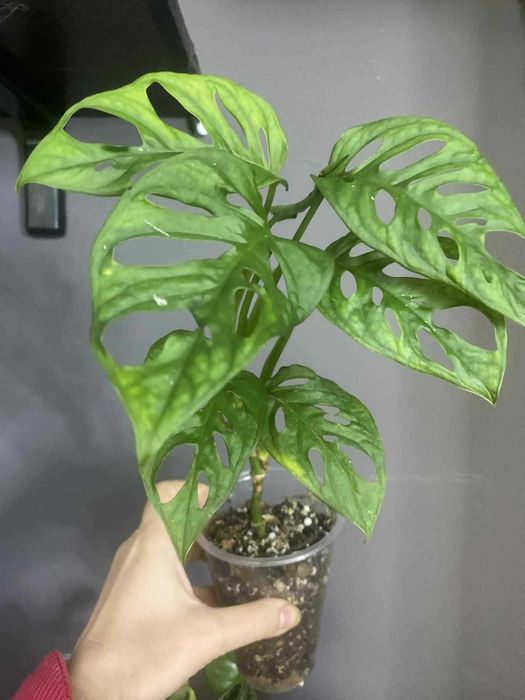 антуріум регал, аглаонема крімсон лав ,епіпремнум марбл кінг та ін