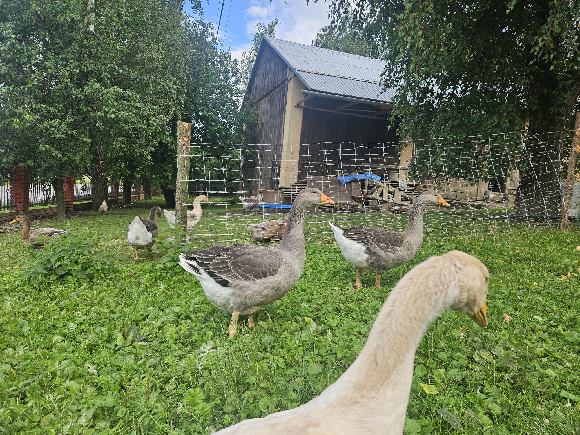 Gęsi tuluskie młode