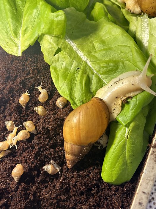 Ślimaki afrykanskie Achatina