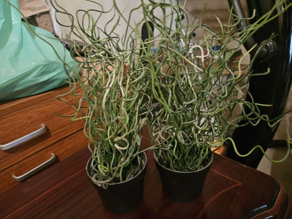 2 Plantas de decoração Ikea