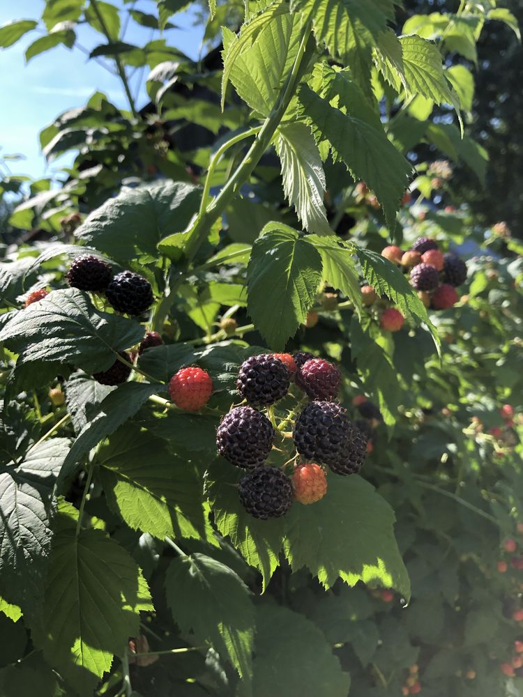 Czarna malina Bristol sadzonki dwuletnie