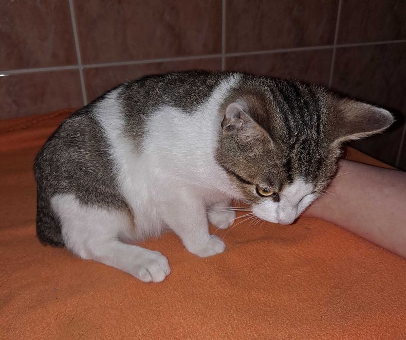 Drobniutka 2 kg koteczka do adopcji