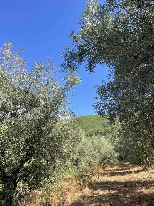 Monte/Herdade em pleno parque natural