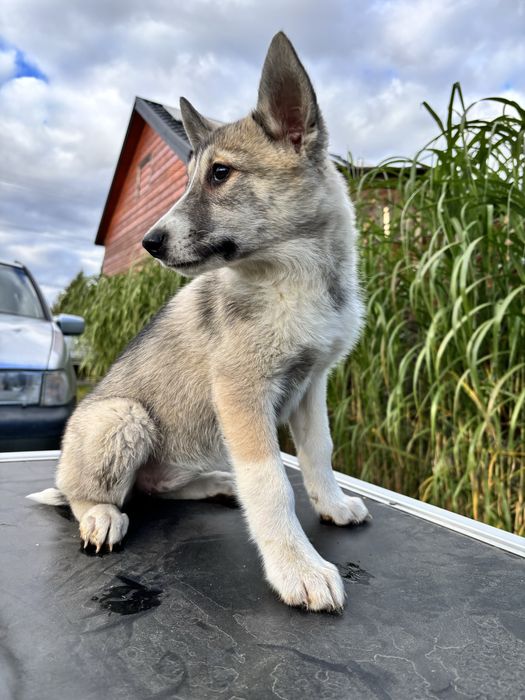 Łajka zachodniosyberyjska