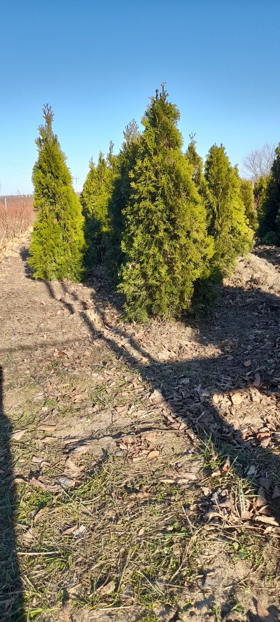 Tuje szmaragd sprzedam