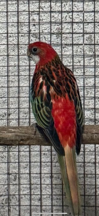 Roselas Eximius 2025