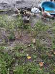 Sprzedam Call Duck kaczki