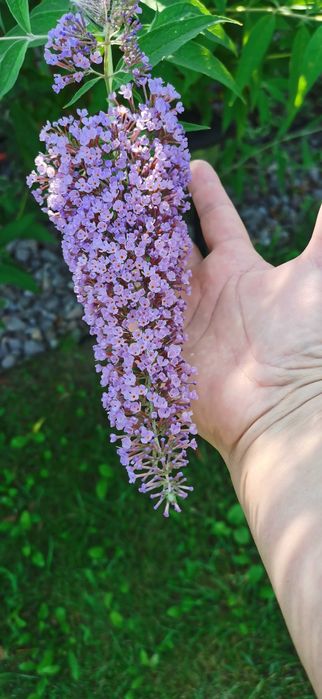 Продам Будлея Давида