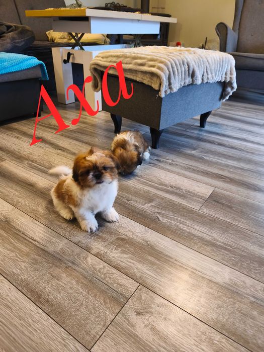 Shih Tzu - Axa - ślicznotka