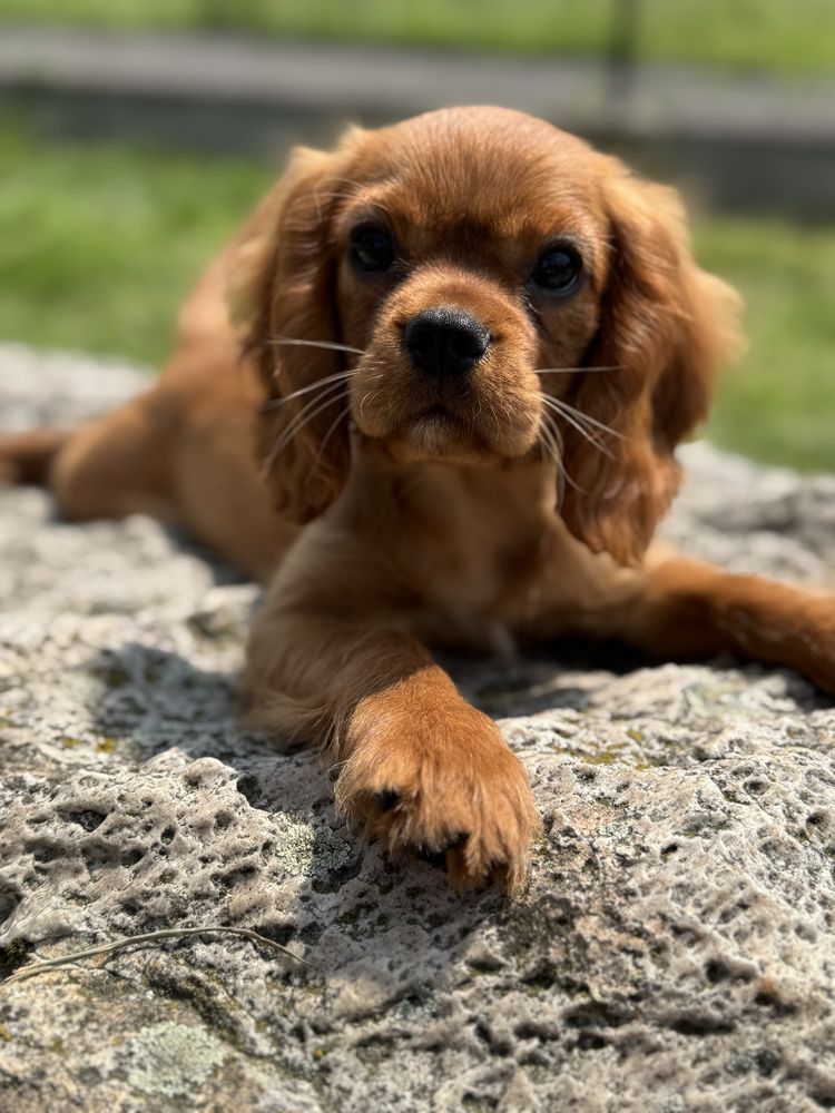 Piesek ruby -Cavalier King Charles Spaniel