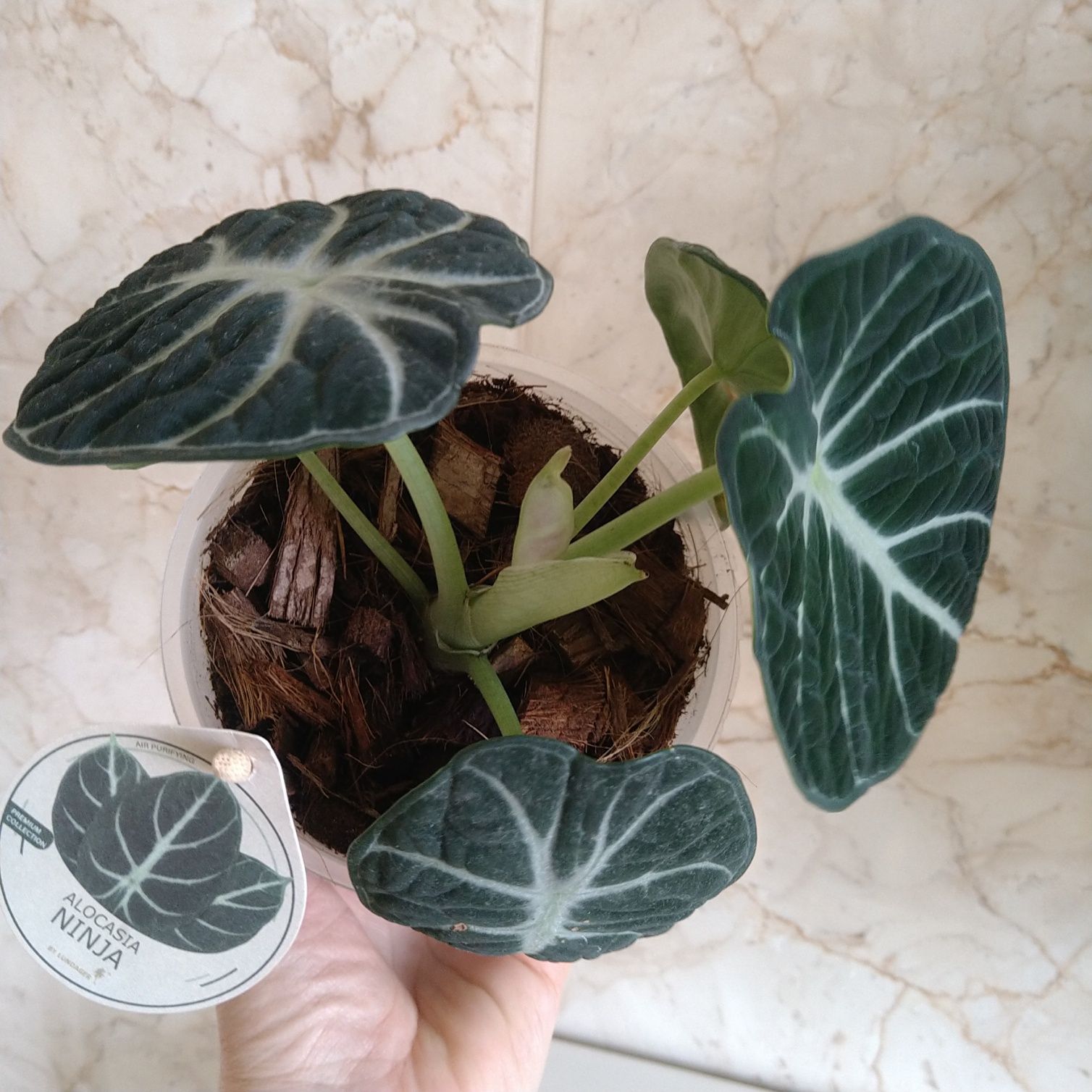 Алоказія Alocasia Ninja