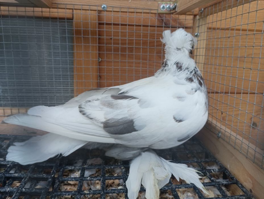 Turkot samiec dwuczuby