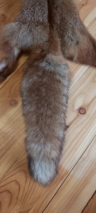 Skóra lisa europejskiego