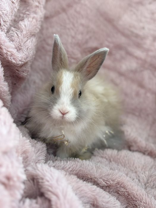 Basia i Bysio do adopcji