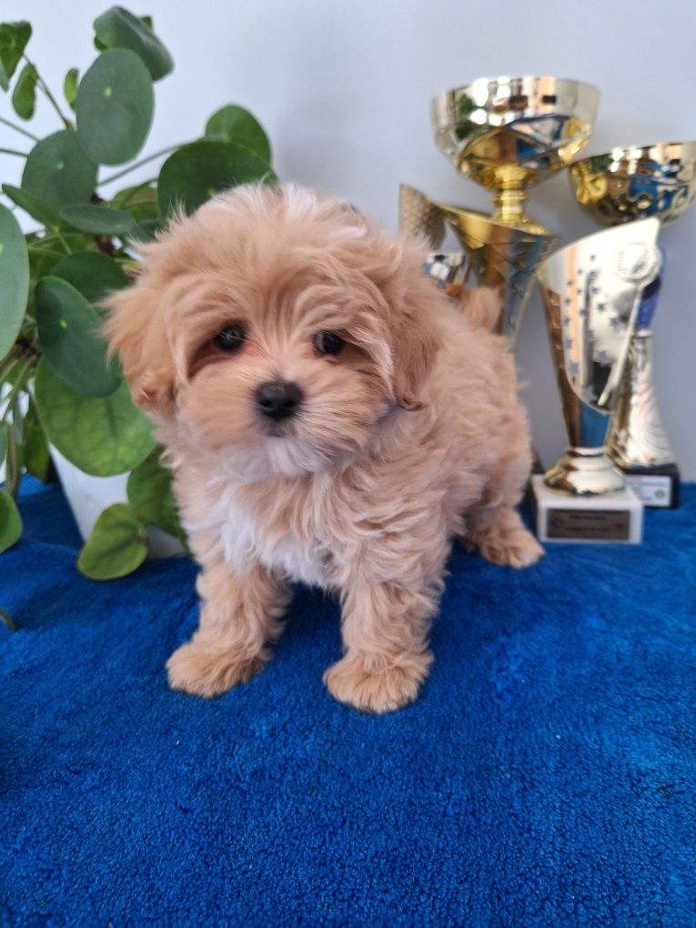 Maltipoo piesek z certyfikatem
