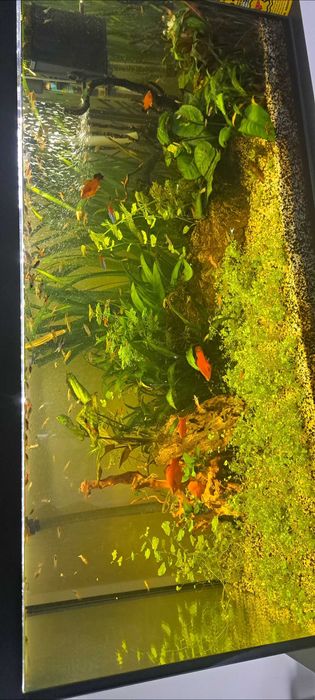 Rosliny i rybki do akrarium