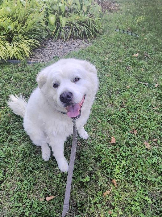 Oddam psa w dobre ręce