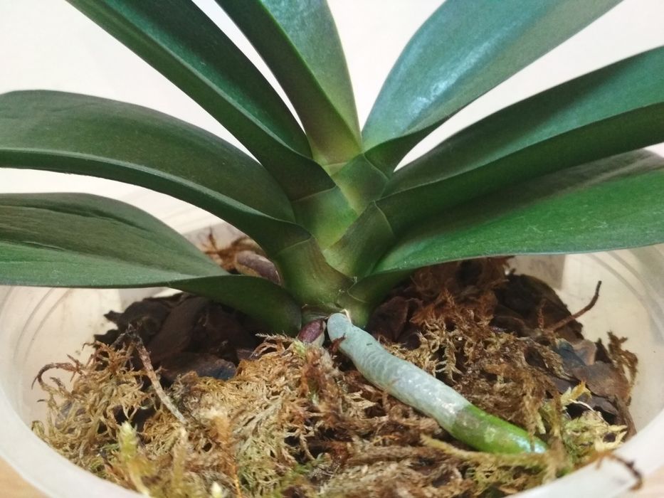 Орхидея фаленопсис бабулетка