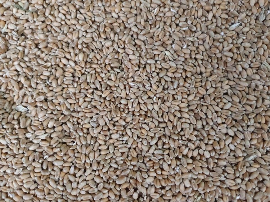 pszenica ozima konsumpcyjna, paszowa, wysokie białko, zbiór 2025