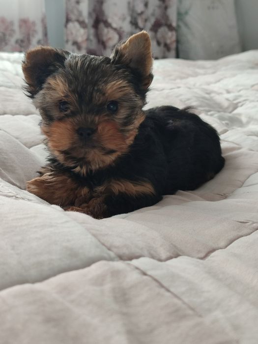 Suczka Yorkshire Terrier Miniaturka