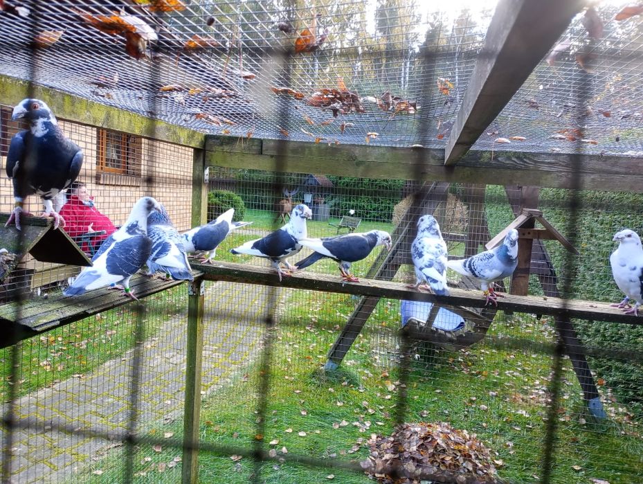 Gołębie staropolskie młode i starsze