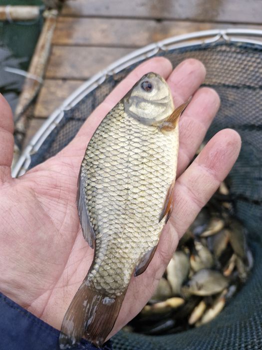 Narybek i kroczek karpia