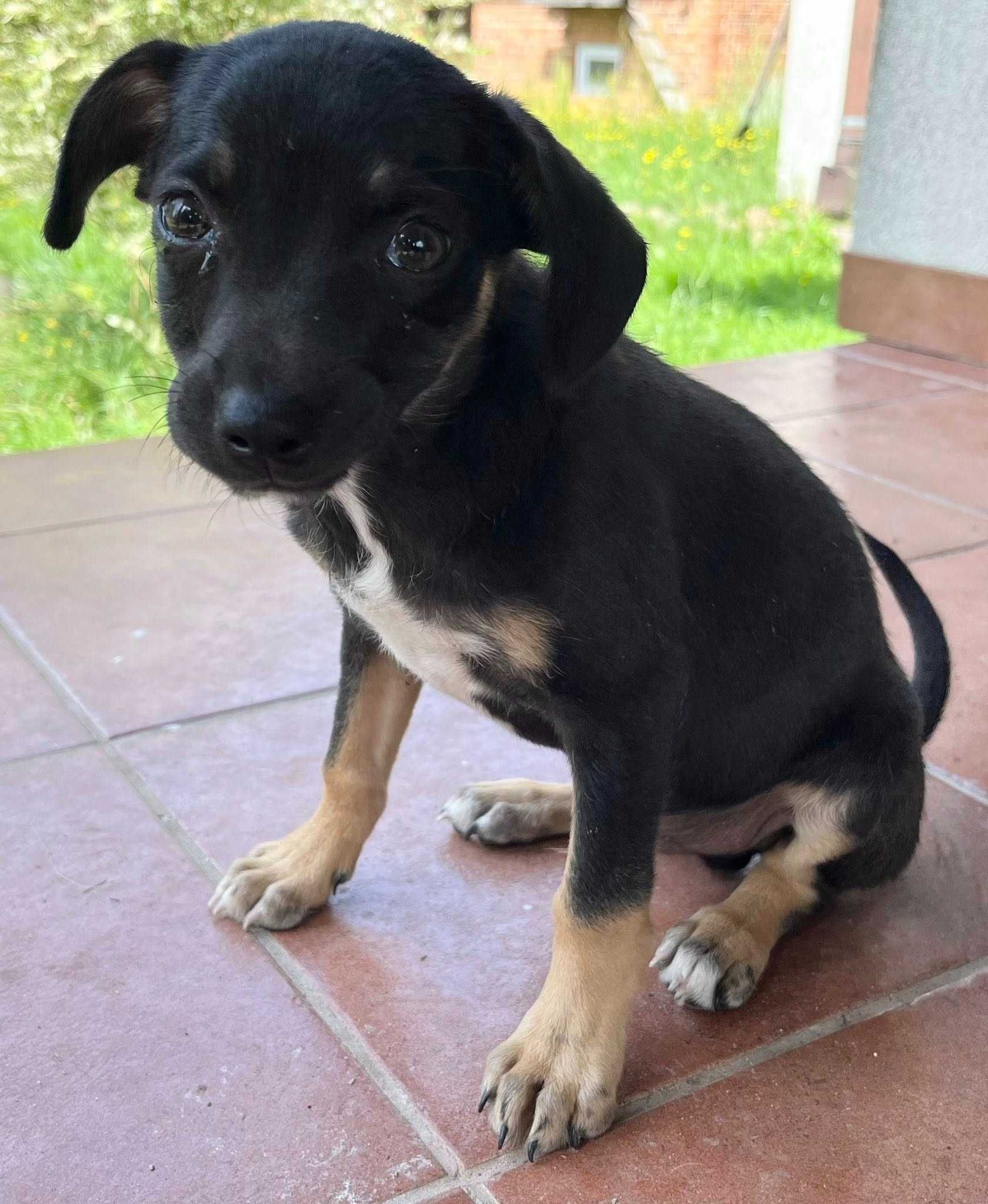 Smutek w oczach-kto pokocha? uratowany szczeniak