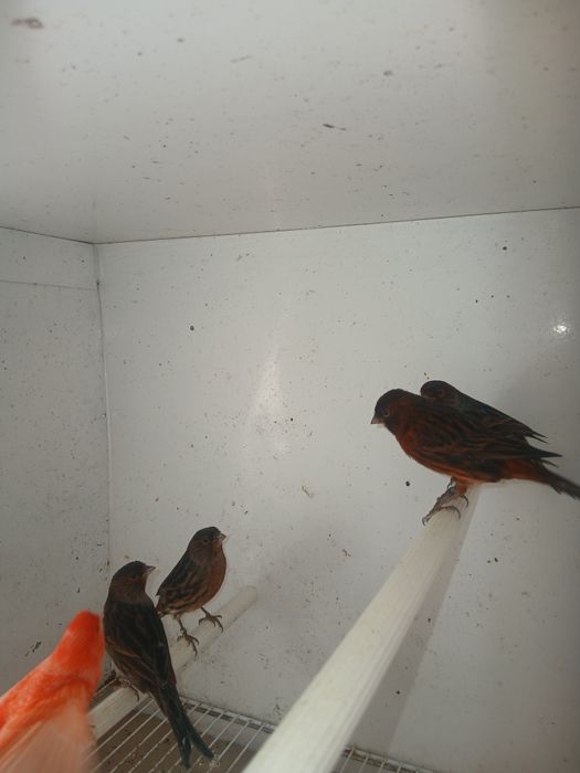 Canários de Cor 639J