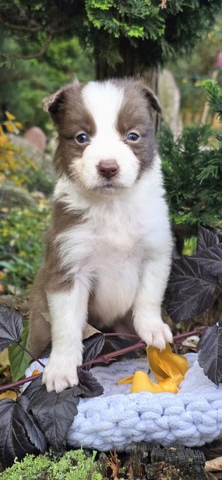 Border Collie suczka czekoladowy color