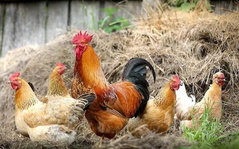 Продаж Домашніх Курей ,курчат