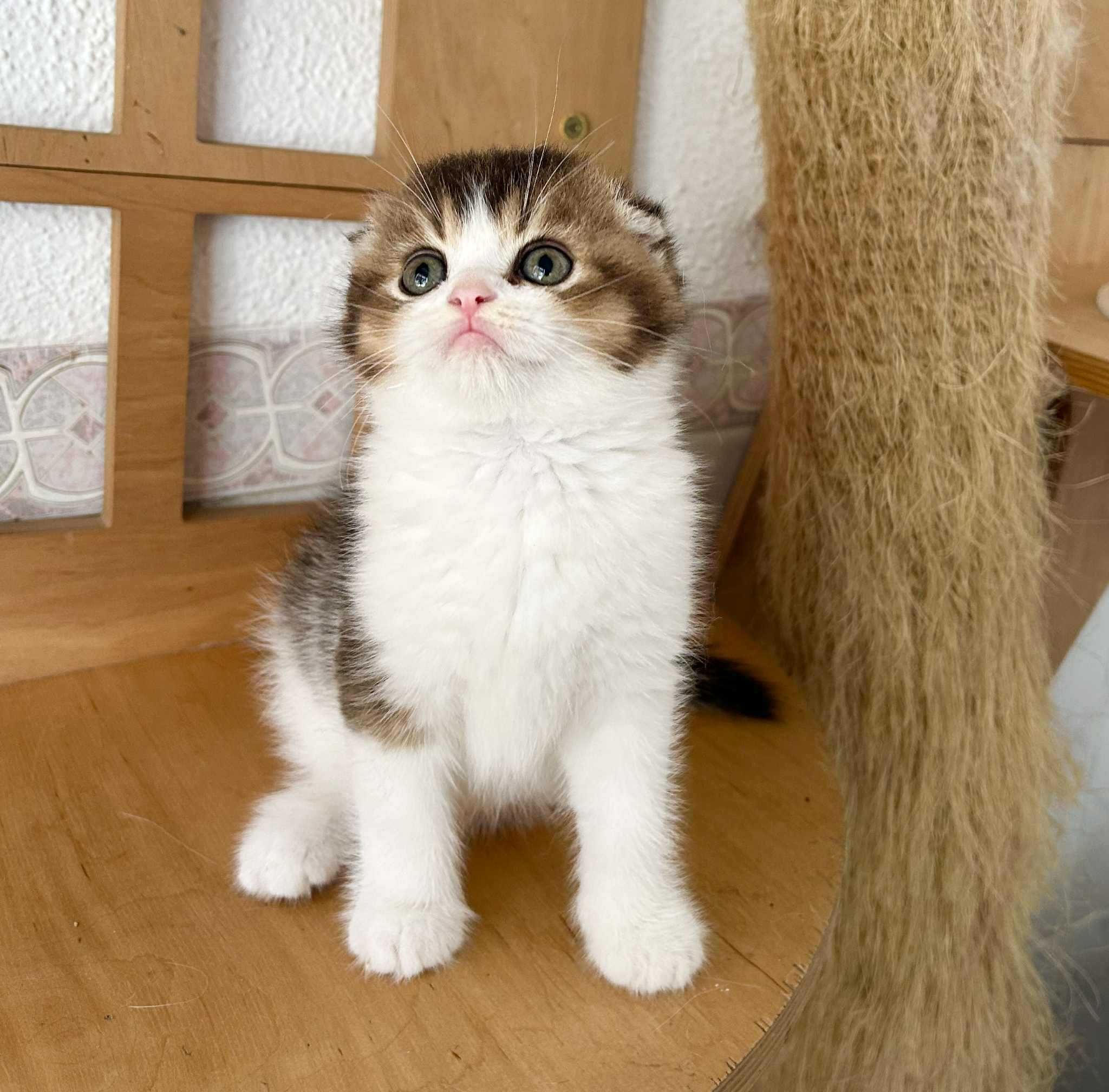 Menino Scottish Fold Bicolor