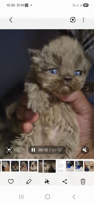 Persa macho chocolate color point