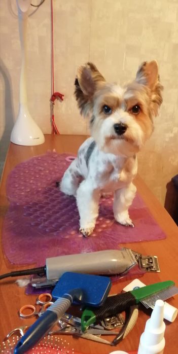 Стрижка собак малих порід послуги грумера виїзд на дом м.Васильків