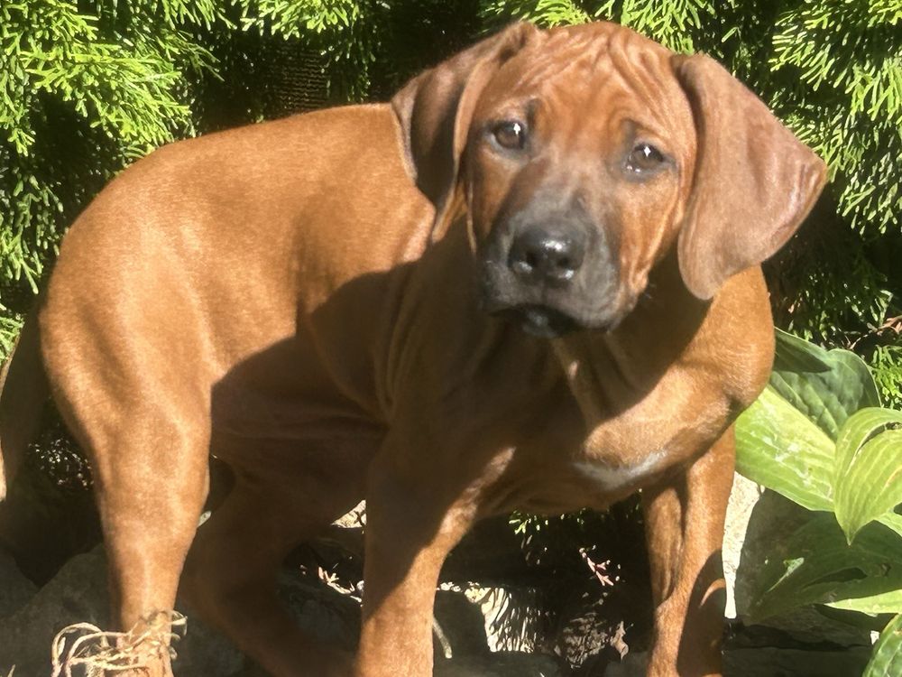 Rhodesian ridgeback - dwie ostatnie suczki
