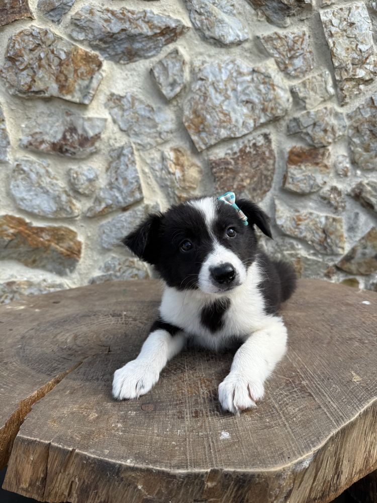 Border collie Preta e Branca