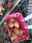 Ovos de galinha caseiros