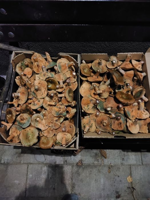 Sprzedam 4 kilogramy świeżego rydza